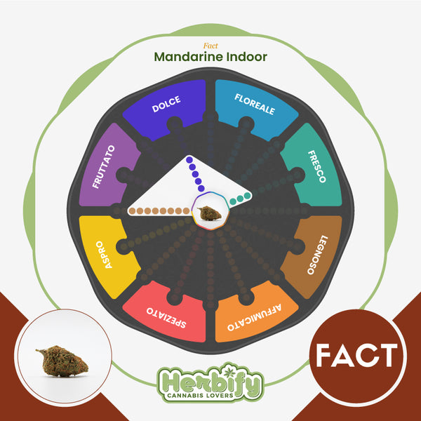 Mandarine Indoor • from 7.80€/g