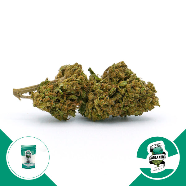 Harlequin • Limited Stock 2023