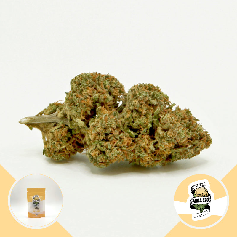 Gelato • Ultime Scorte 2024