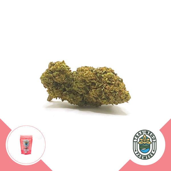 herbify-cannabis-delivery-cbd-firenze-trasimeno-farmers-2023-bubblegum-erba-legale